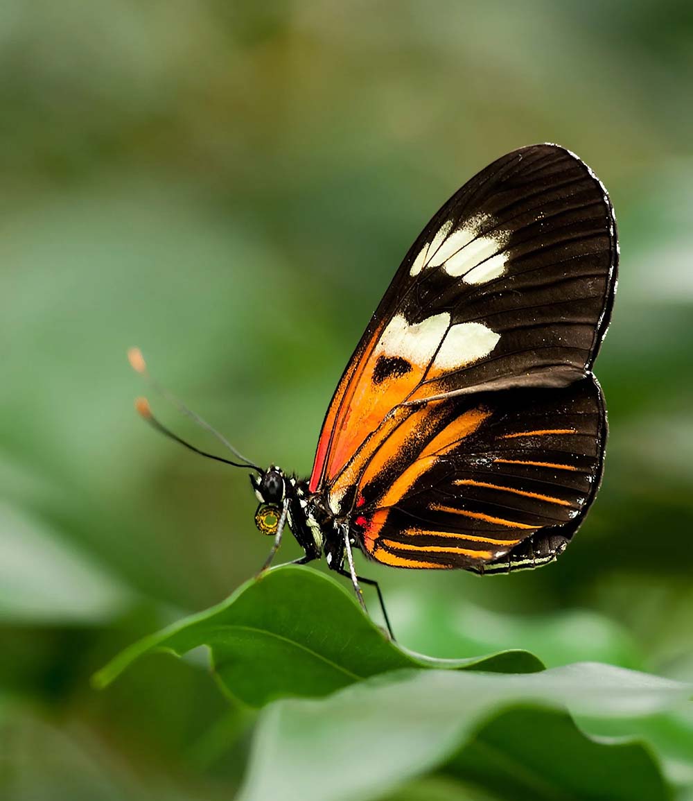 Orange and black butterfly sitting on a leaf